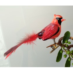 Roter Kardinal mundgeblasen