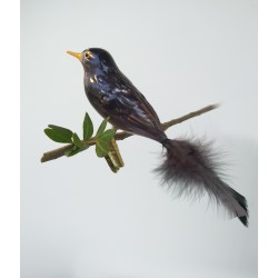 Mouth-blown blackbird