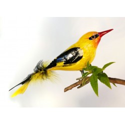 Golden Oriole